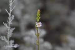 Leptorhabdos parviflora